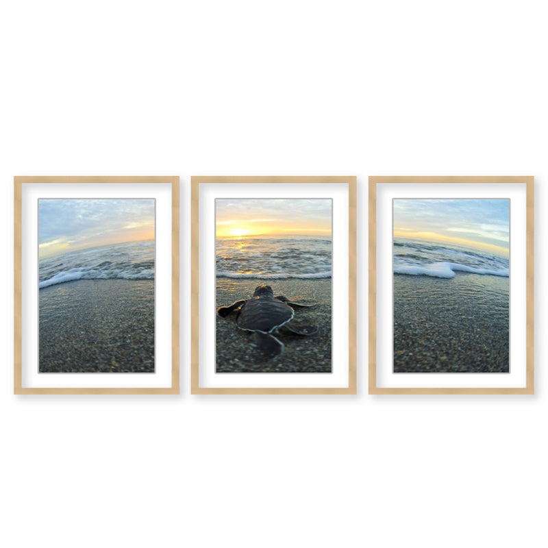 "Turtle " Set of Three Framed Matted Print Wall Art