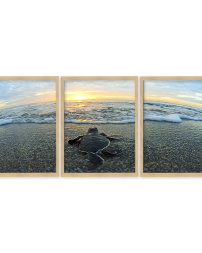 "Turtle "Set of Three Framed Textured Wall Art