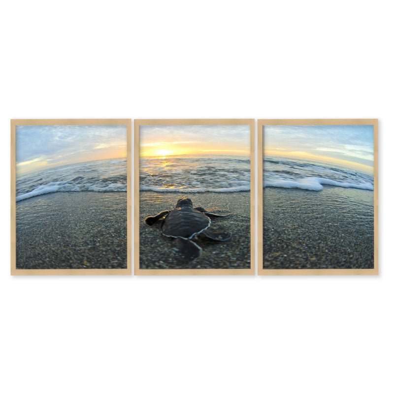 "Turtle "Set of Three Framed Textured Wall Art