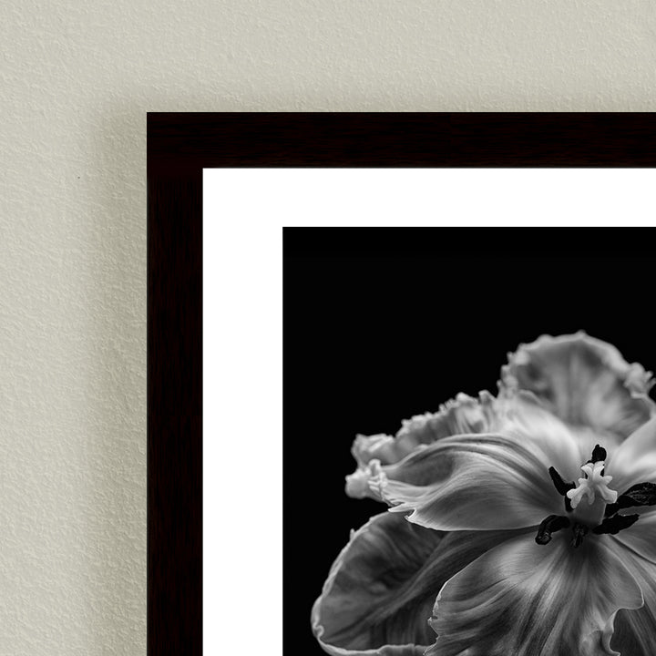 "Parrot Tulip" Framed Print Wall Art