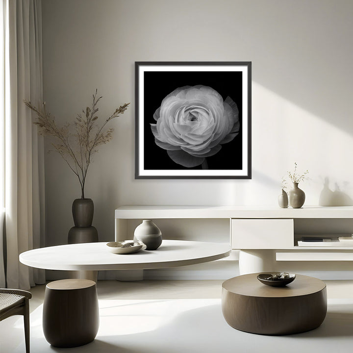 "Ranunculus" Framed Print Wall Art