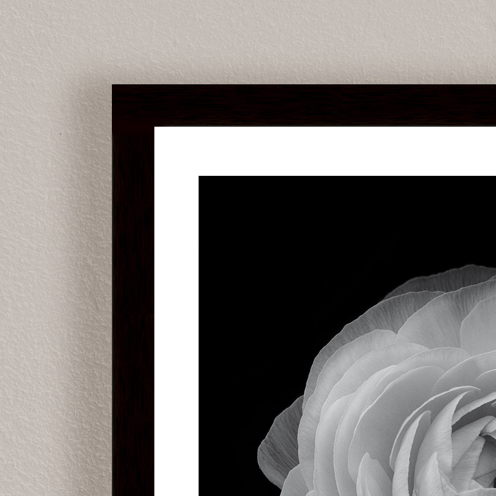 "Ranunculus" Framed Print Wall Art