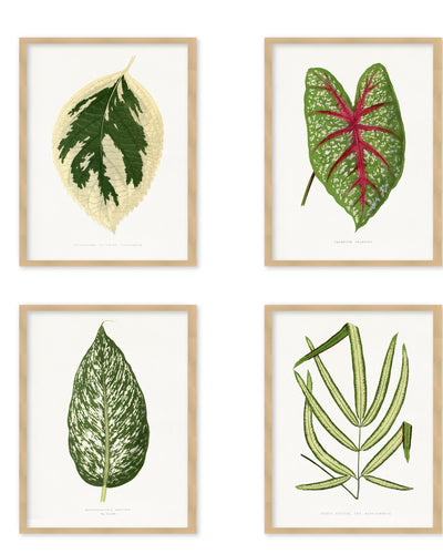 "Exotica Verde" Set of Four Framed Textured Wall Art