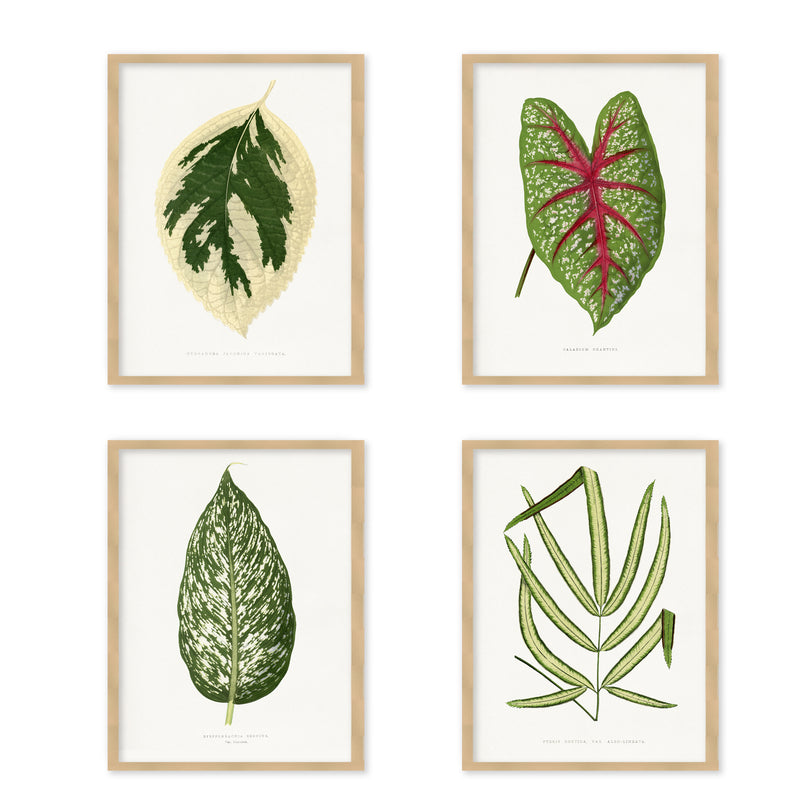 "Exotica Verde" Set of Four Framed Textured Wall Art