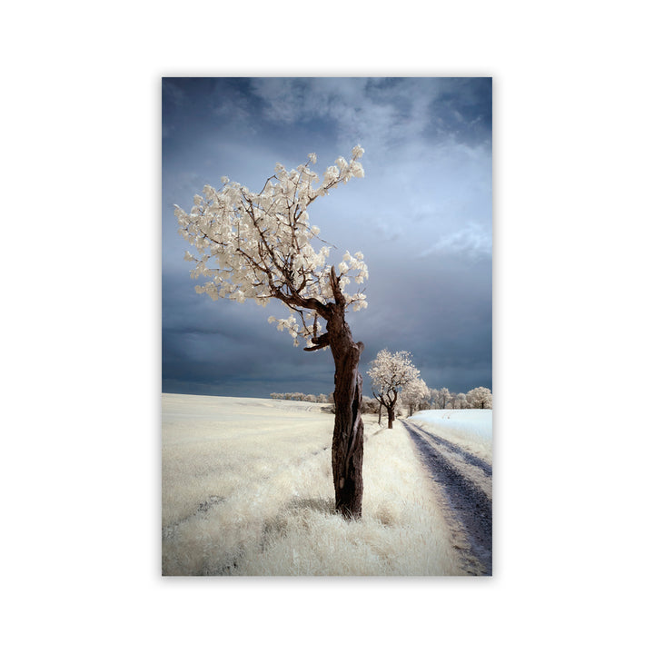 "IRenka" Acrylic Wall Art