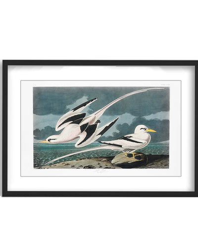 "Tropic Bird From Birds of America (1827)" Framed Matted Print Wall Art