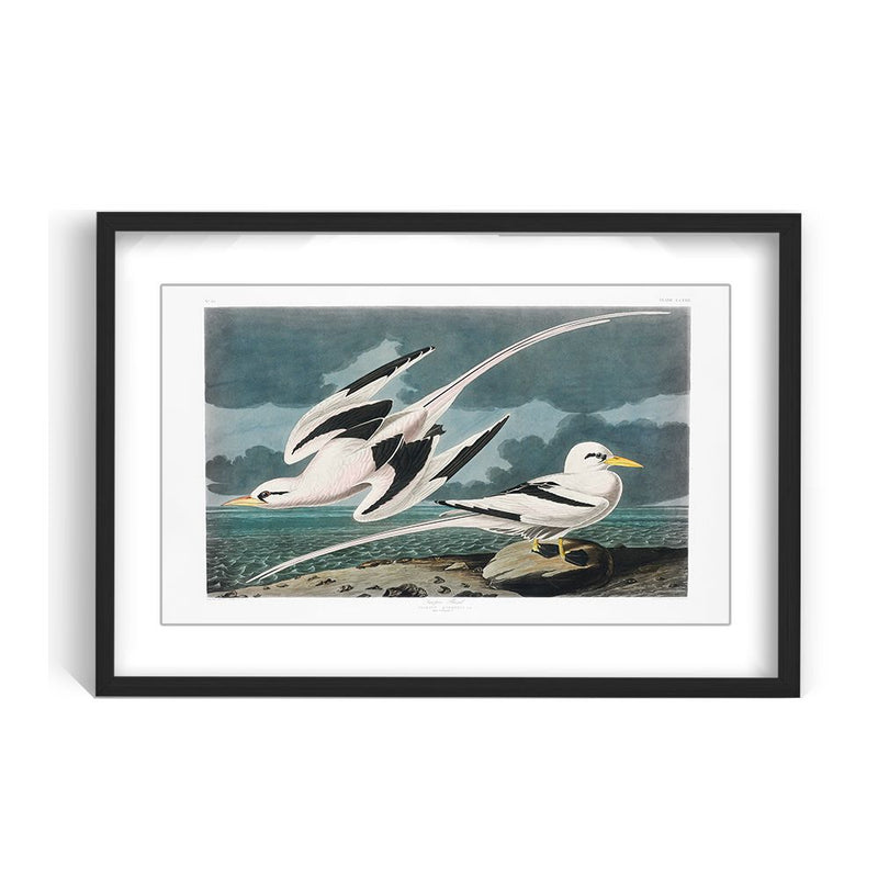 "Tropic Bird From Birds of America (1827)" Framed Matted Print Wall Art