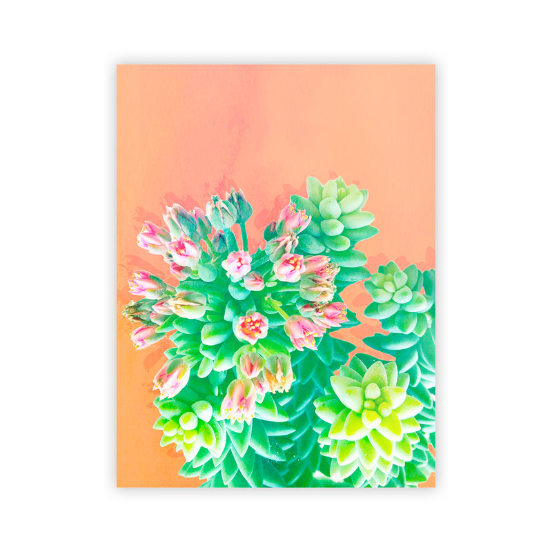 "Peach Succulents " Acrylic Wall Art