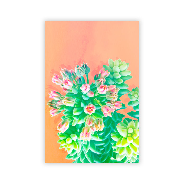 "Peach Succulents " Acrylic Wall Art