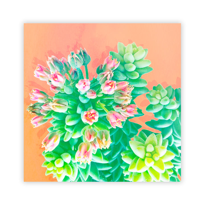 "Peach Succulents " Acrylic Wall Art