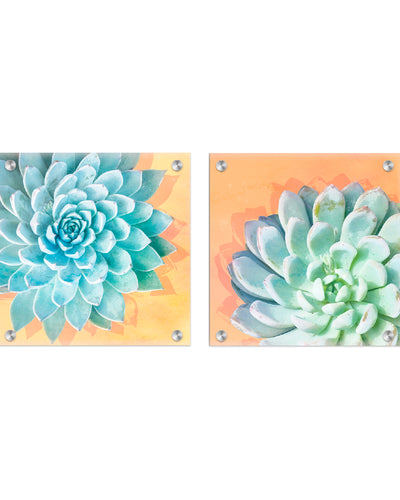 "Awaken Succulent Set of Two" Acrylic Wall Art