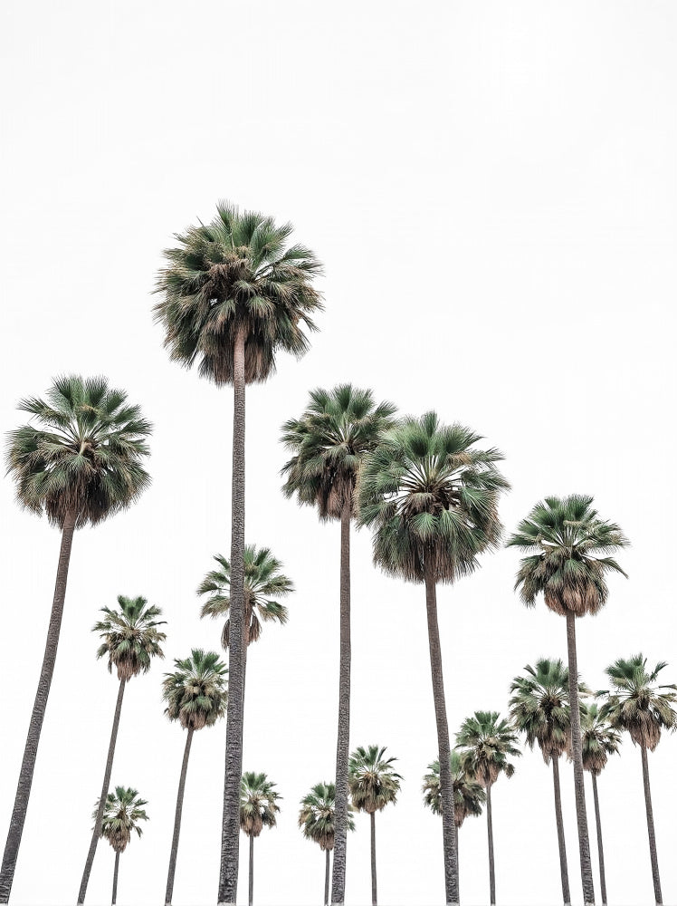 "Tall Tropical Palms" by Josie George — Landscape Wall Art