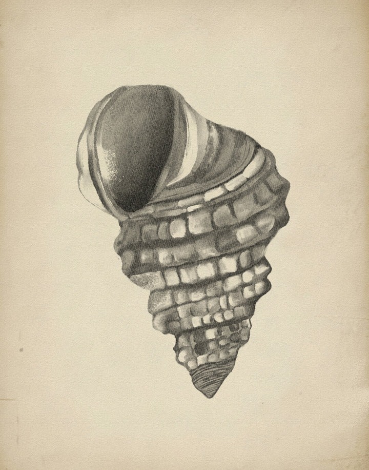 "Detailed Spiral Shell" by Josie George — Animal Wall Art