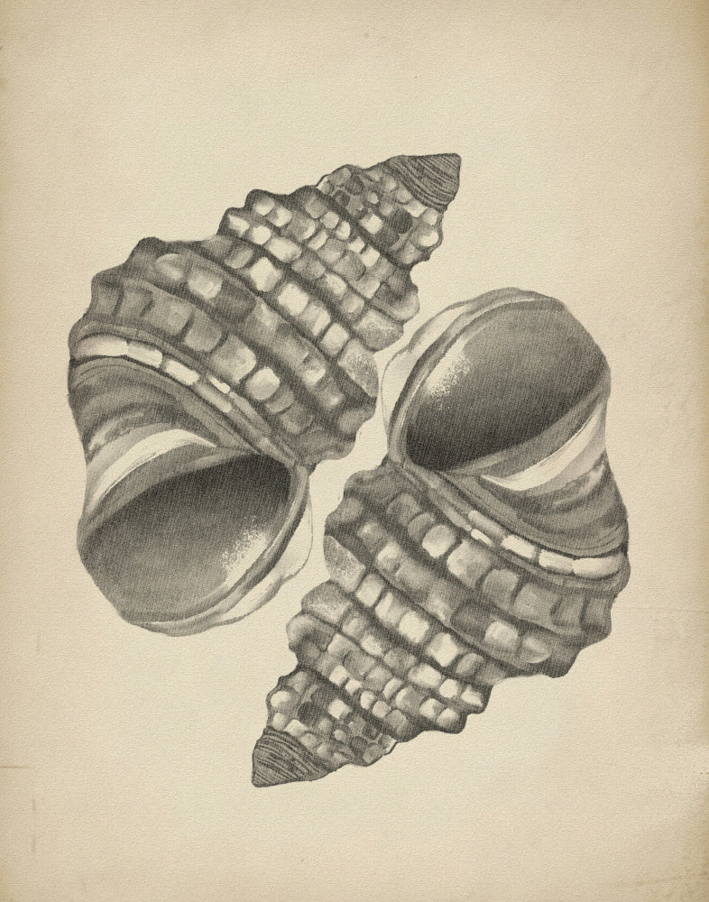 "Detailed Spiral Shells" by Josie George — Still Life Wall Art