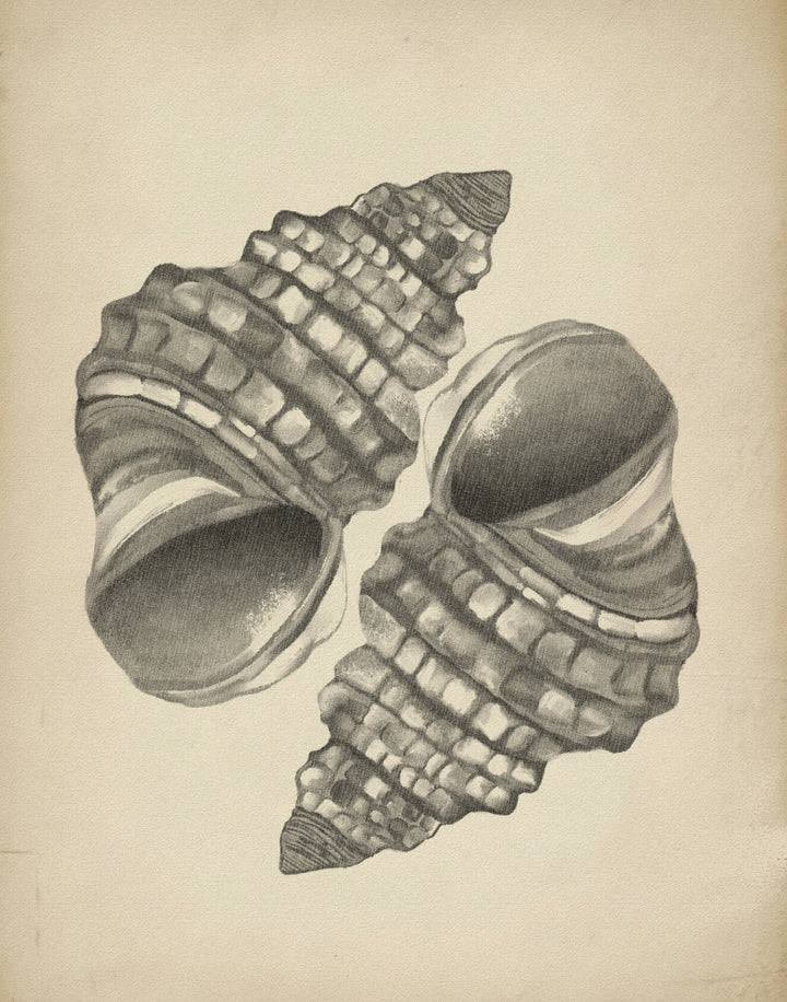 "Detailed Spiral Shells" by Josie George — Still Life Wall Art