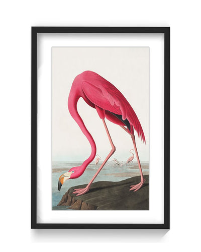 "Pink Flamingo Ii From Birds of America (1827)" Framed Matted Print Wall Art