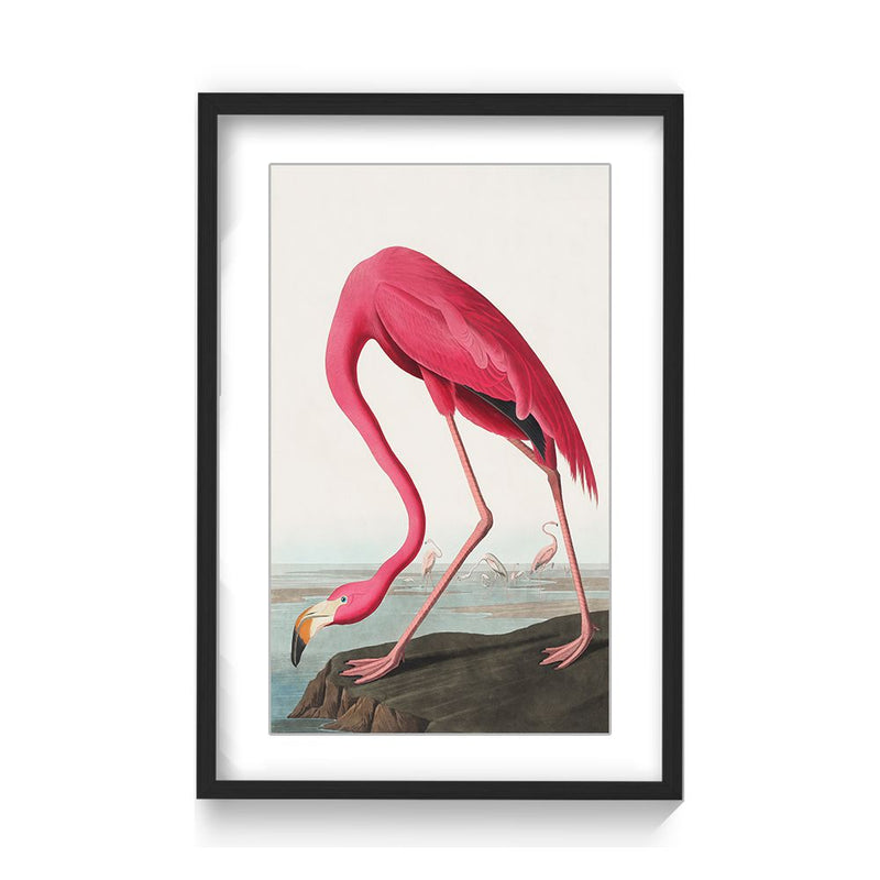 "Pink Flamingo Ii From Birds of America (1827)" Framed Matted Print Wall Art