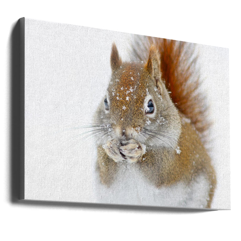 "Christmas Squirrel" Wrapped Canvas Wall Art