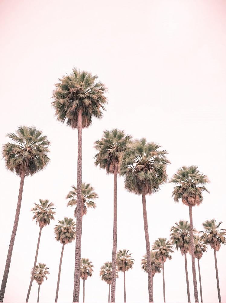 "Blush Pink Palms" by Josie George — Still Life Wall Art