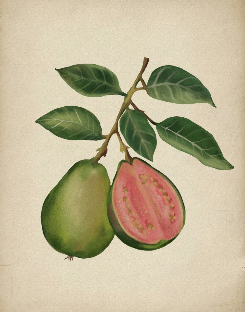 "Fresh Guava Botanical" by Josie George — Botanical Wall Art