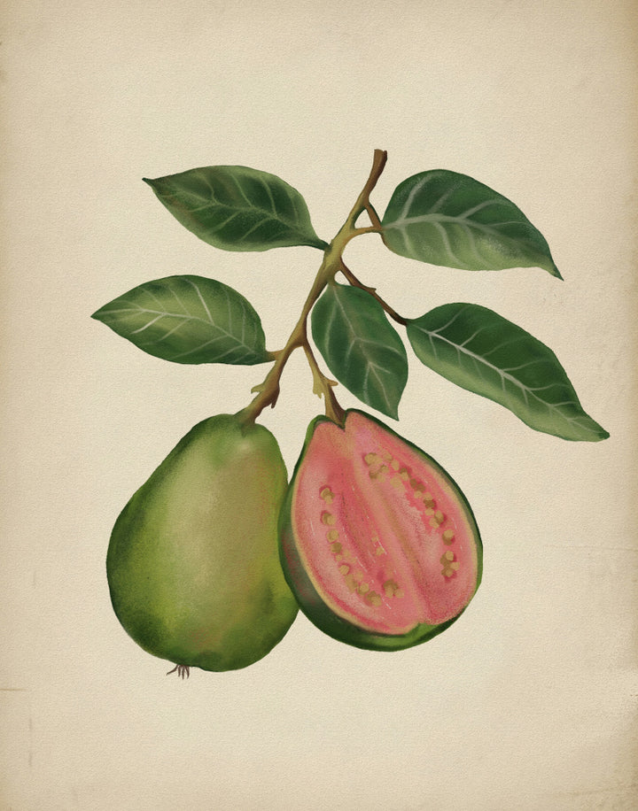 "Fresh Guava Botanical" by Josie George — Botanical Wall Art