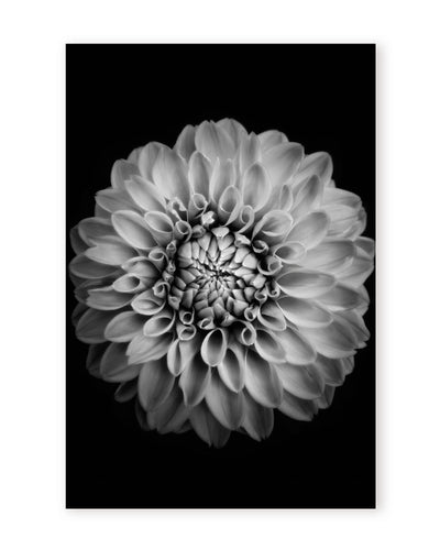 "Marigold" Framed Print Wall Art by Alex Zhao