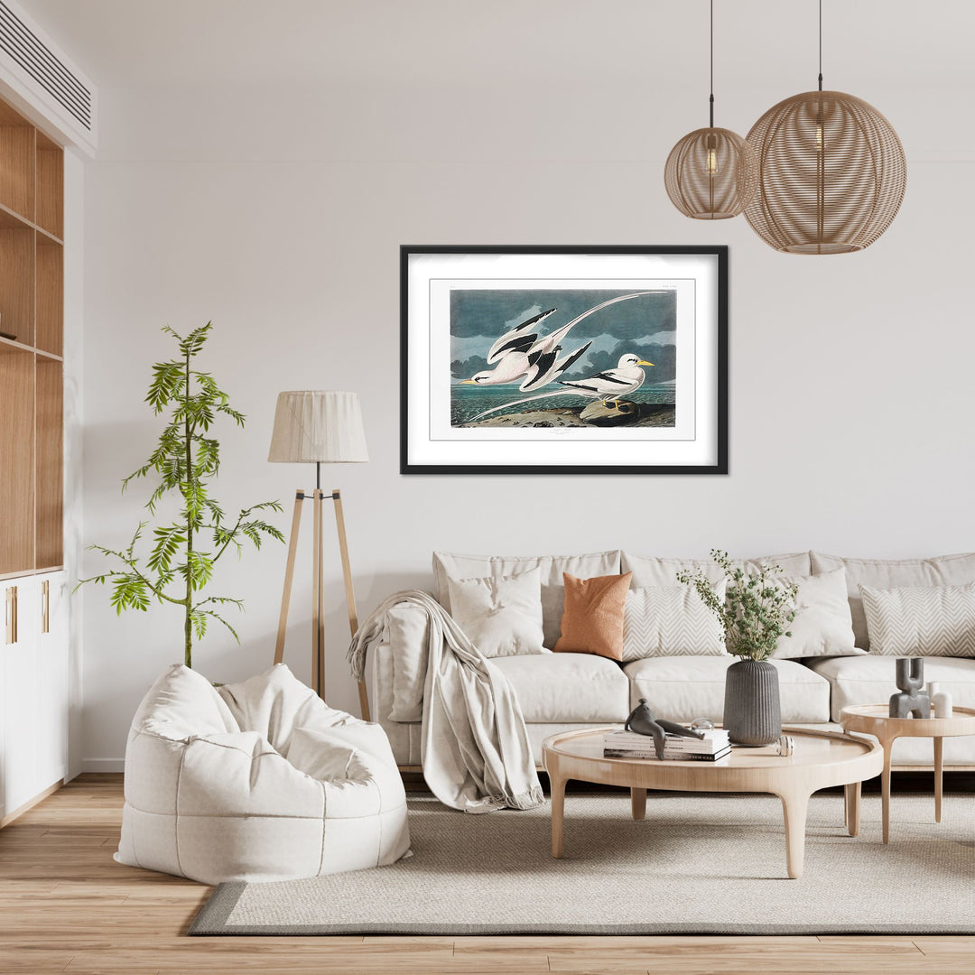 "Tropic Bird From Birds of America (1827)" Framed Matted Print Wall Art