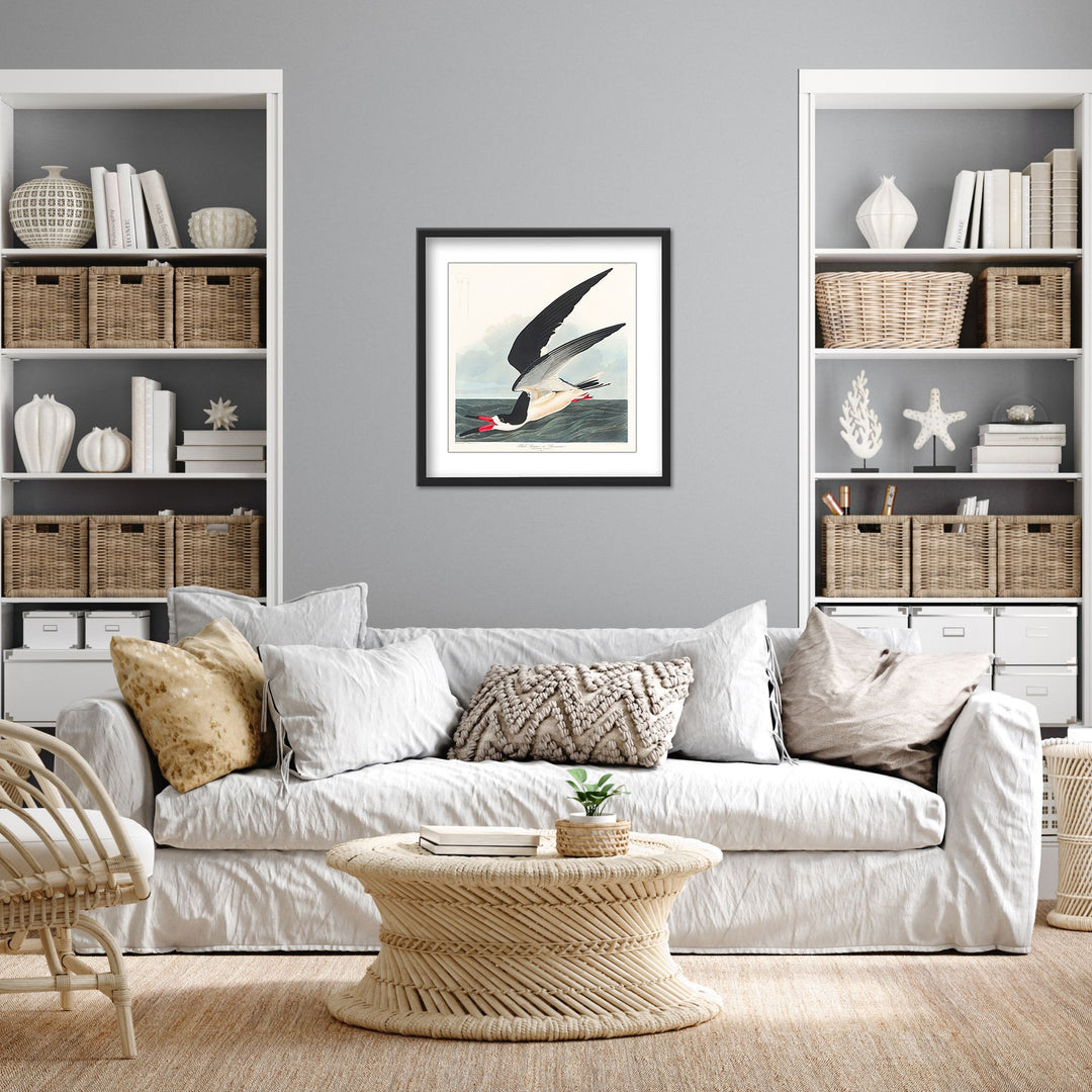"Black Skimmer From Birds of America (1827)" Framed Matted Print Wall Art