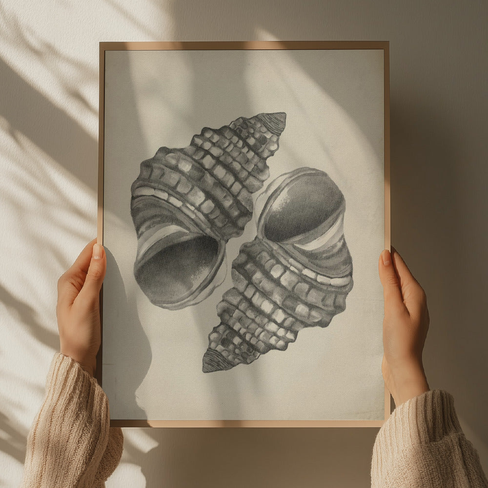 "Detailed Spiral Shells" by Josie George — Still Life Wall Art
