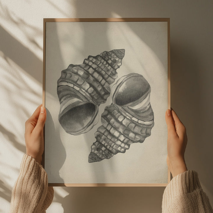 "Detailed Spiral Shells" by Josie George — Still Life Wall Art