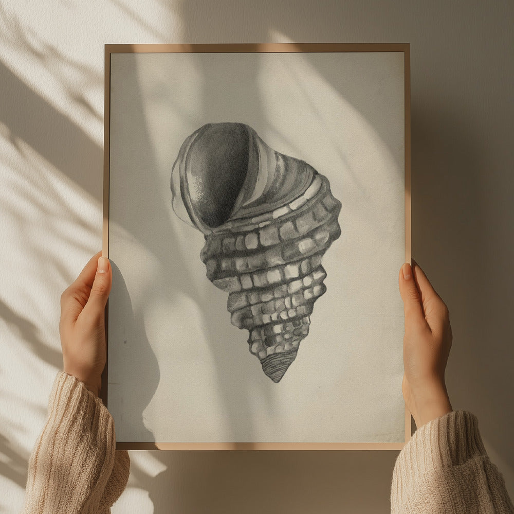 "Detailed Spiral Shell" by Josie George — Animal Wall Art