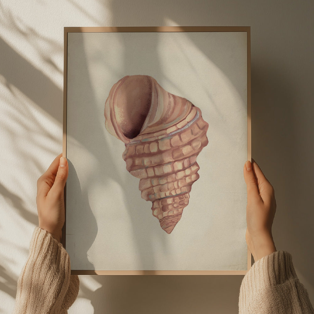 "Spiral Seashell Study" by Josie George — Animal Wall Art