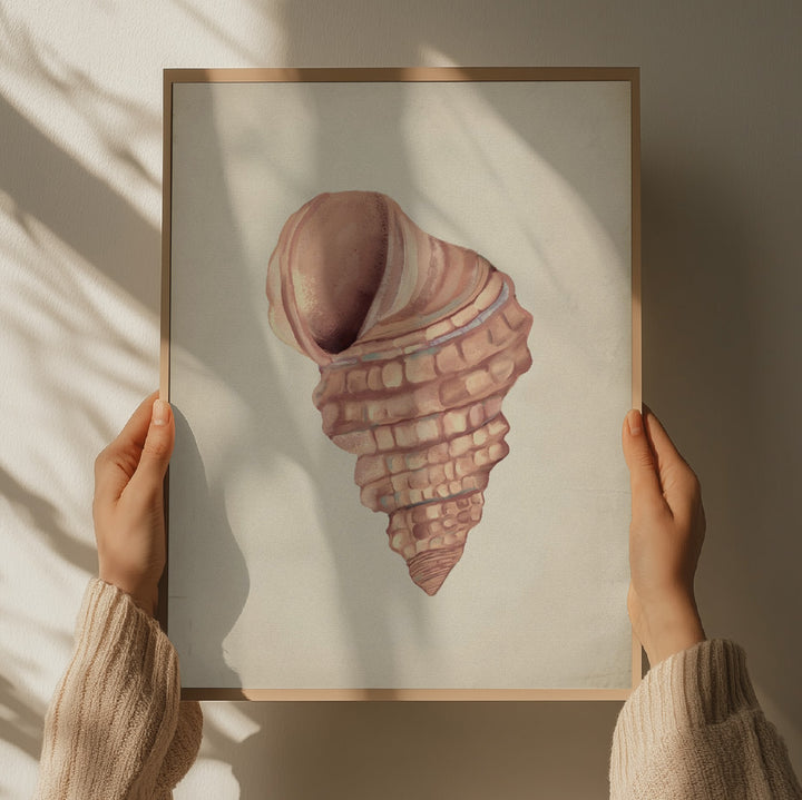 "Spiral Seashell Study" by Josie George — Animal Wall Art