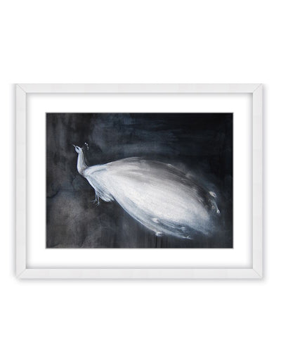 "Portrait of a White Peacock on Black Background" Framed Matted Print Wall Art