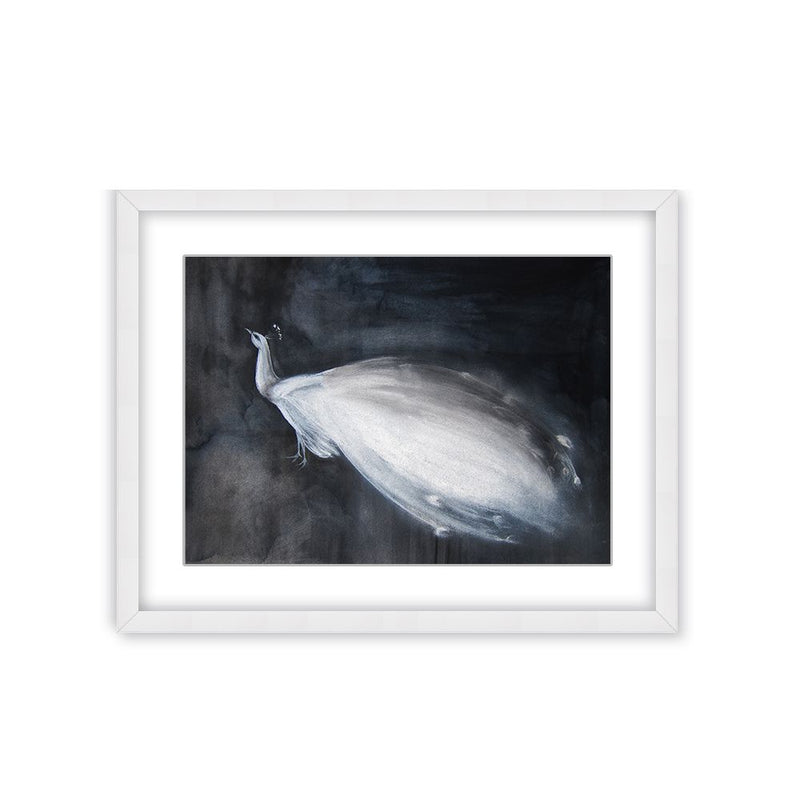 "Portrait of a White Peacock on Black Background" Framed Matted Print Wall Art