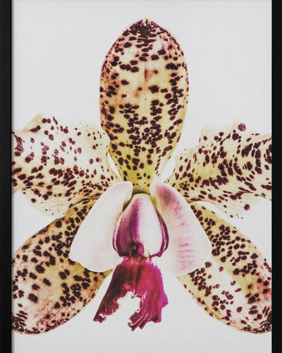 "Coral Orchid" Framed Textured Wall Art