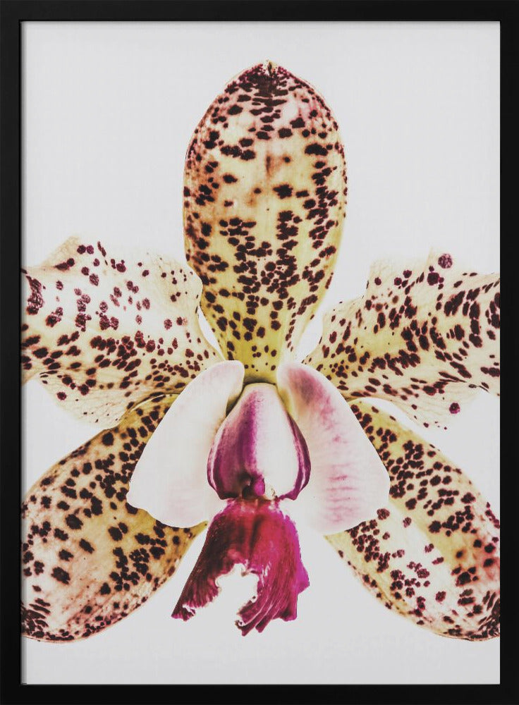 "Coral Orchid" Framed Textured Wall Art