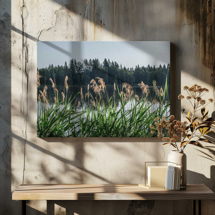 Peaceful Lake Reeds