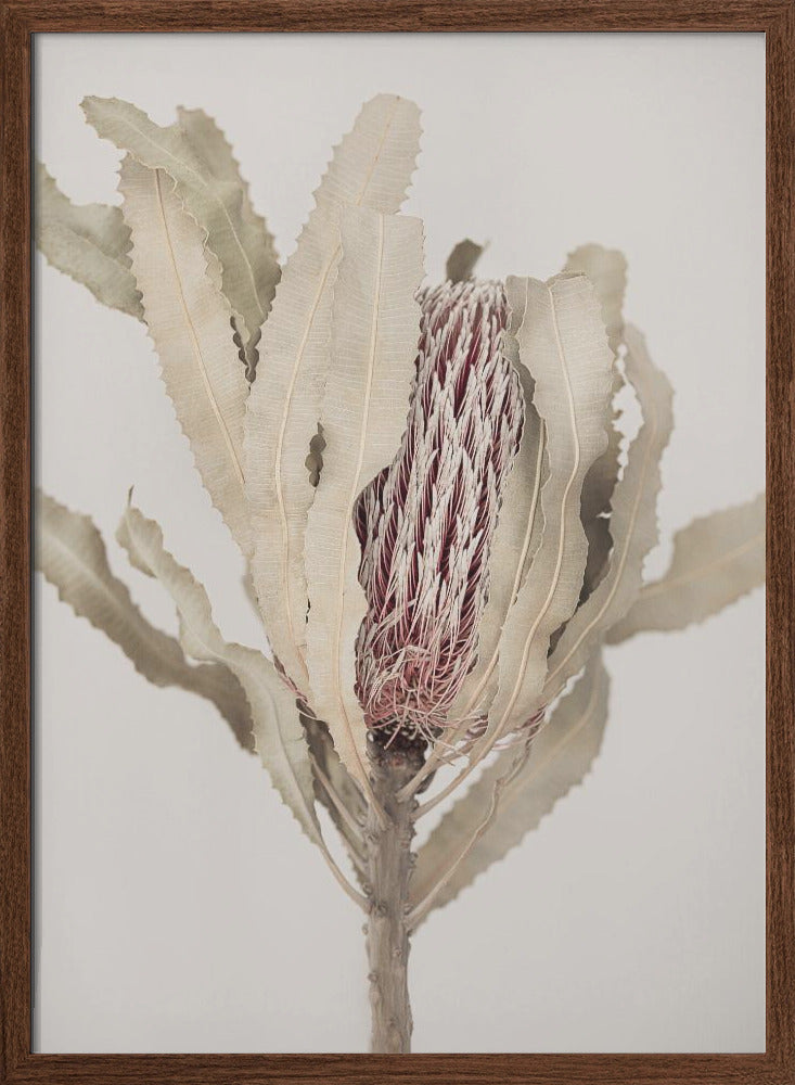 Open box Banksia Framed Print Wall Art wall art