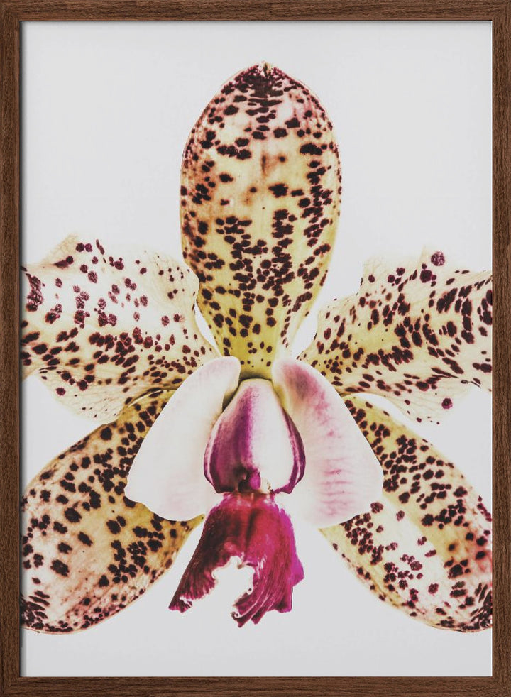 "Coral Orchid" Framed Textured Wall Art