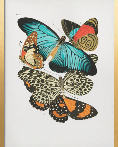 "Butterflies 1" Framed Print Wall Art