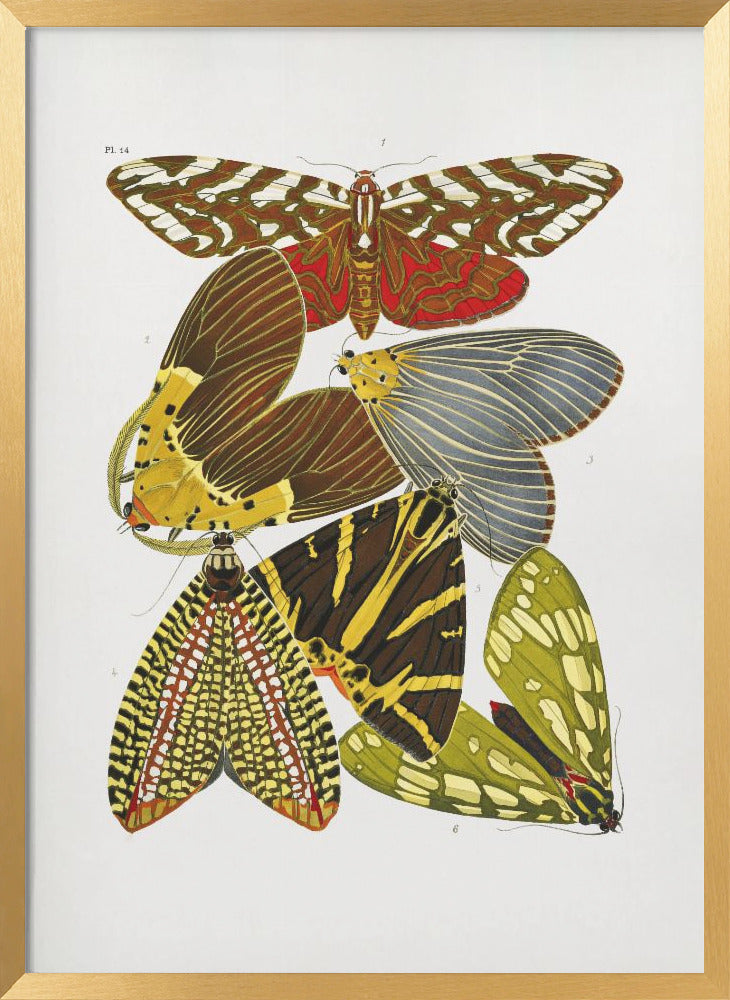 Open box Butterflies 6 Framed Print Wall Art wall art