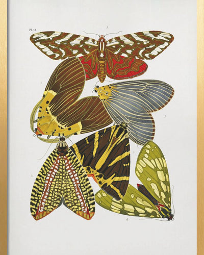 "Butterflies 6" Framed Print Wall Art