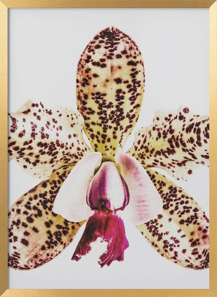 "Coral Orchid" Framed Textured Wall Art