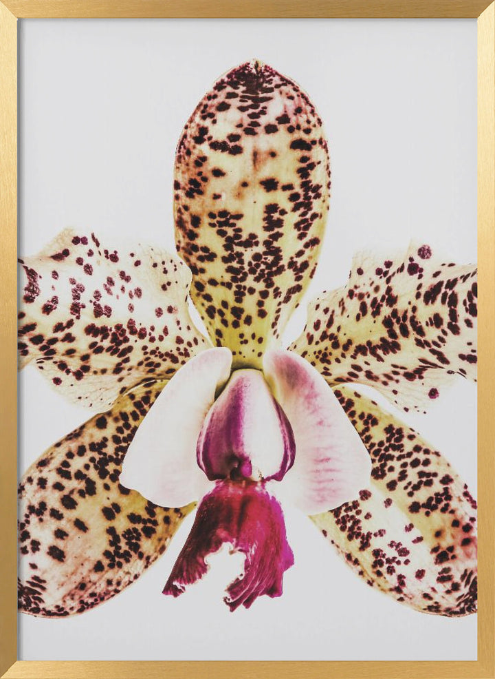 "Coral Orchid" Framed Textured Wall Art