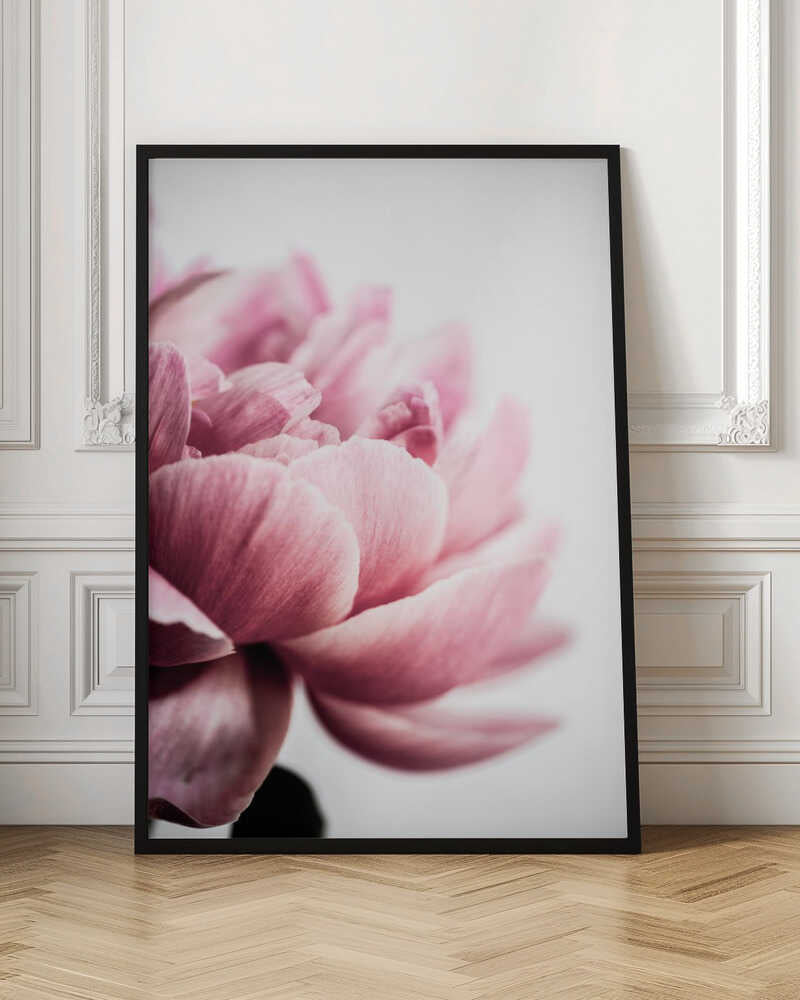Peony 1