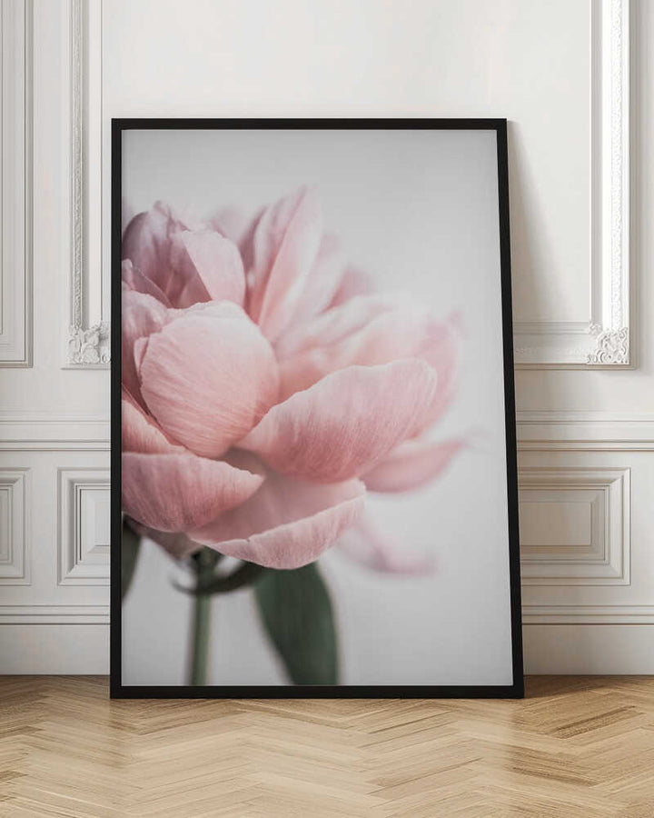 Peony 3