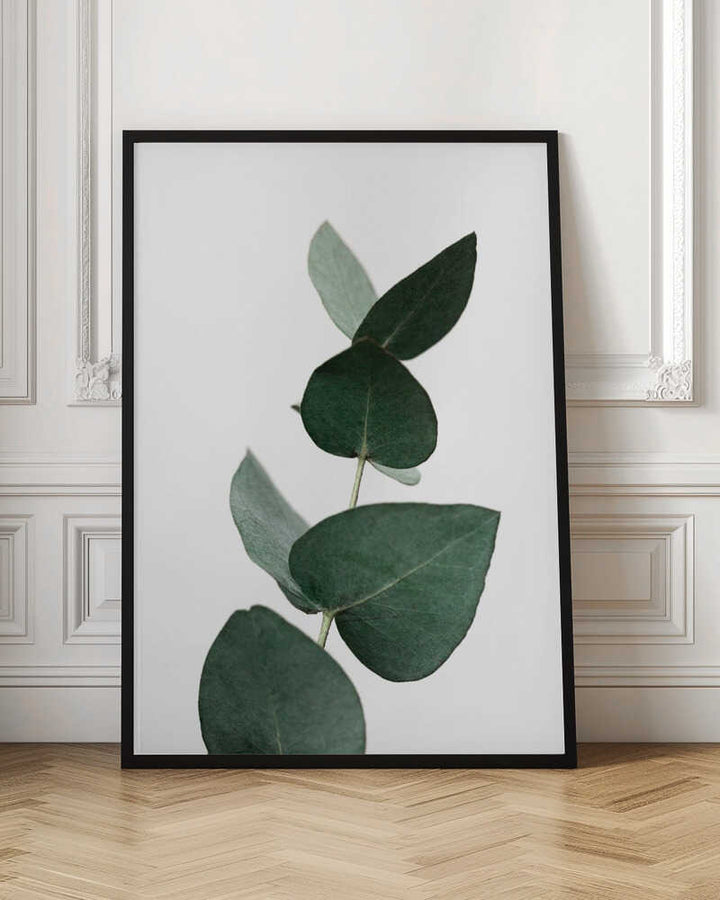 Eucalyptus 4 A1