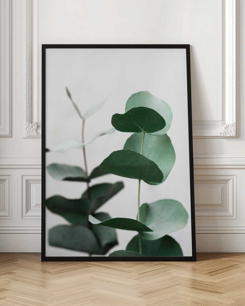 Eucalyptus 5 A1