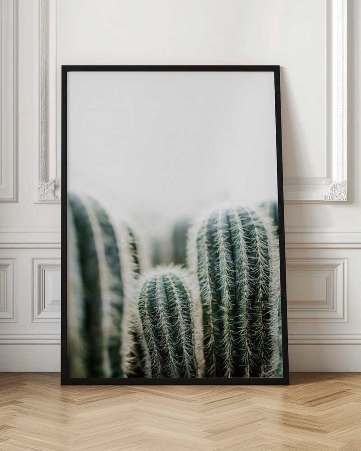 Cactus 1